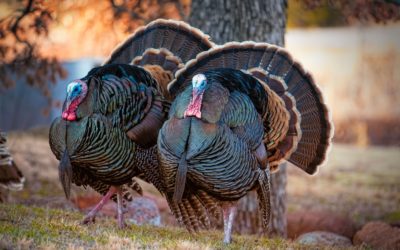 Friday Fun Facts – Thanksgiving Edition