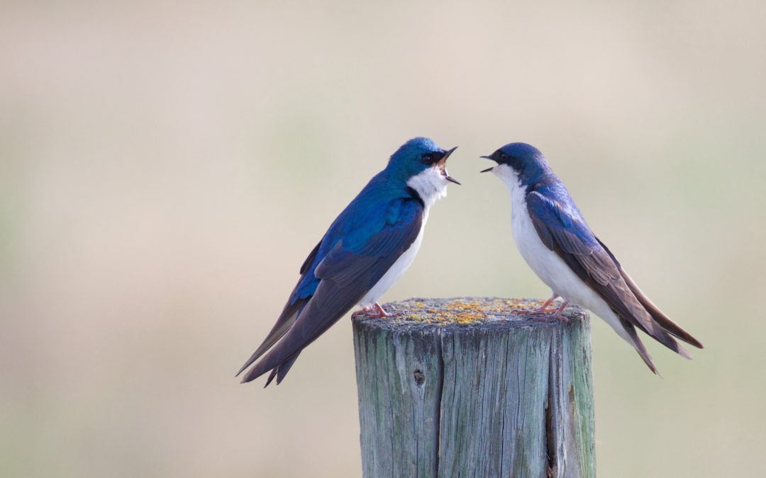 Finding peace in hard conversations
